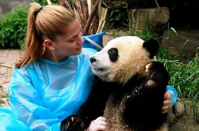 Chengdu Panda Volunteer Program Giant Panda Hug In Chengdu China Into China Travel